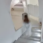 لولي أناستازيا * فِروستيفاني